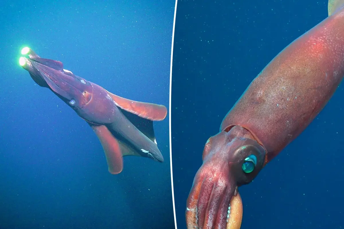 DNA clues reveal giant squid off Western Australia in rare discovery