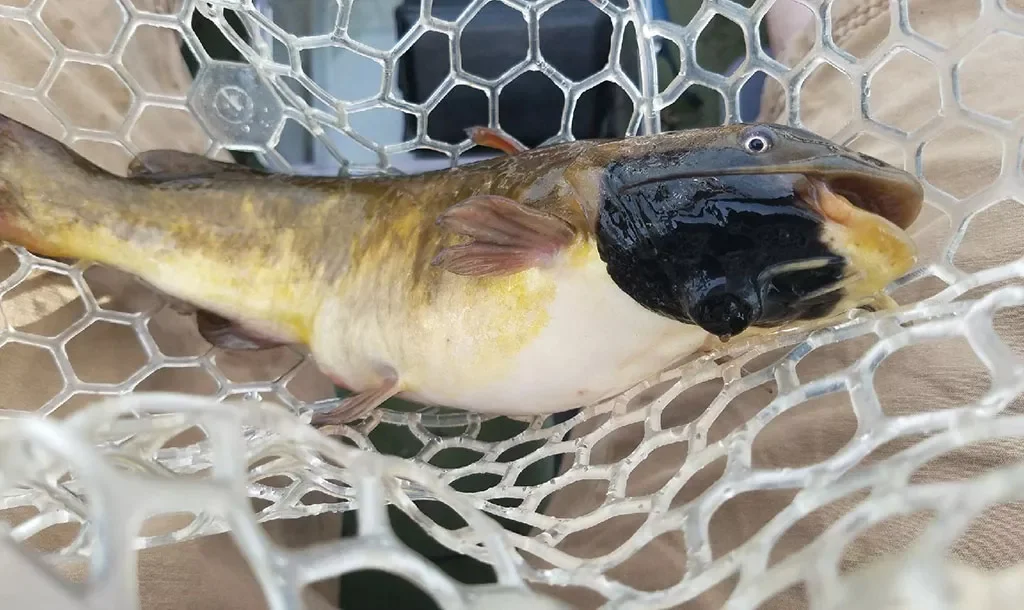 Transmissible Melanoma Found in Memphremagog's Freshwater Fish