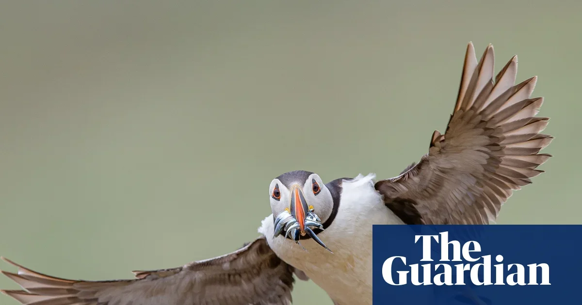 Froggy lunch, surf-loving penguin and a standout treehopper crown this week in wildlife