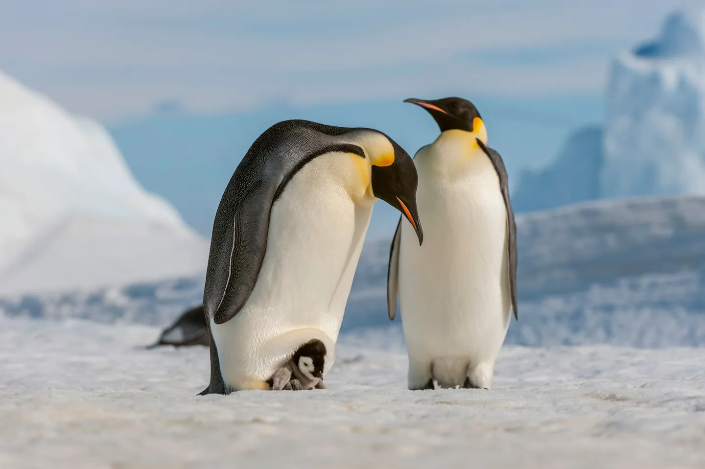 Warming conditions push emperor penguins and fur seals onto endangered list