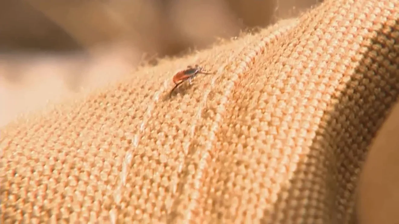 Rhode Island reports second Powassan case in 2026, health officials urge tick prevention