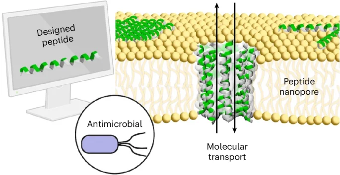 Designed peptide nanopores enable programmable antimicrobial action against drug‑resistant bacteria