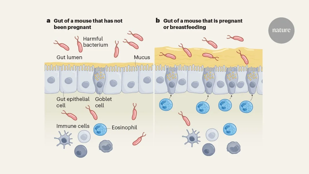 Pregnant gut remodeling linked to maternal-fetal protection