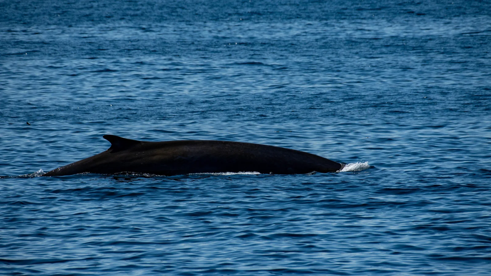 Endangered Fin Whale Found Dead on Cruise Ship Bow in Alaska