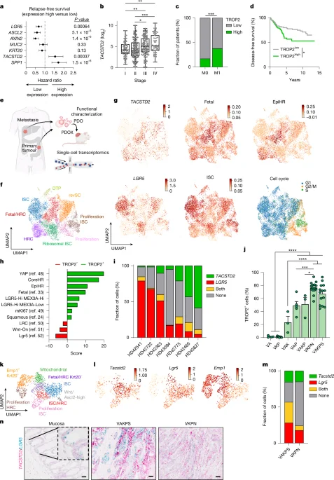 TROP2 targeting reshapes cell states to overcome therapy resistance in colorectal cancer