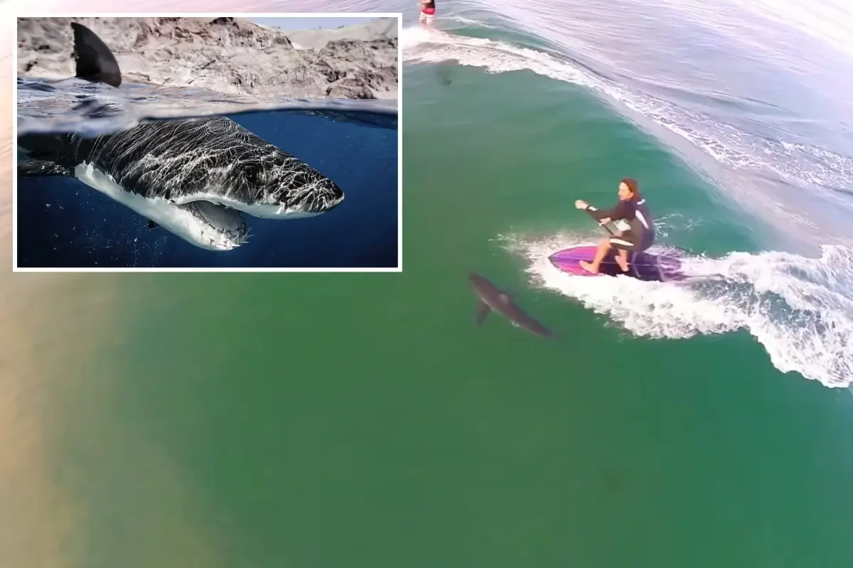 Drone footage shows SoCal surfers paddling inches from great white sharks amid warming seas