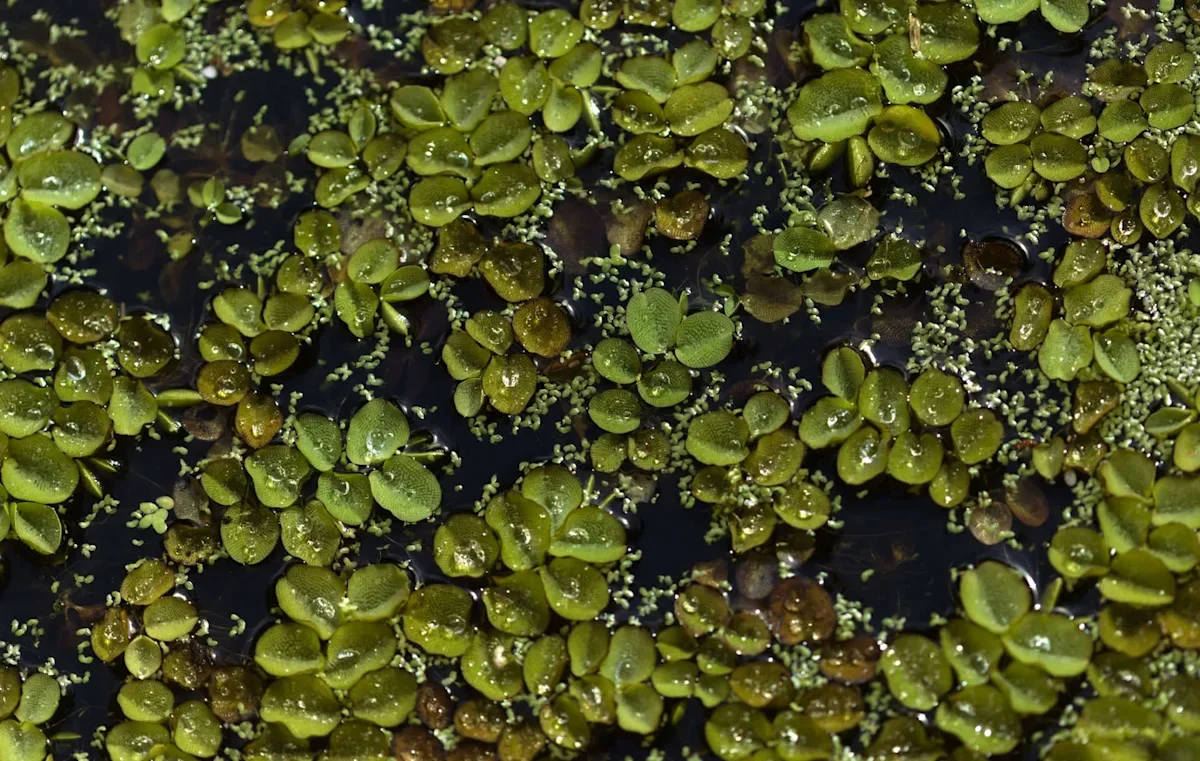 Diploid Hybrid Drives Fast Spread of Invasive Salvinia Fern