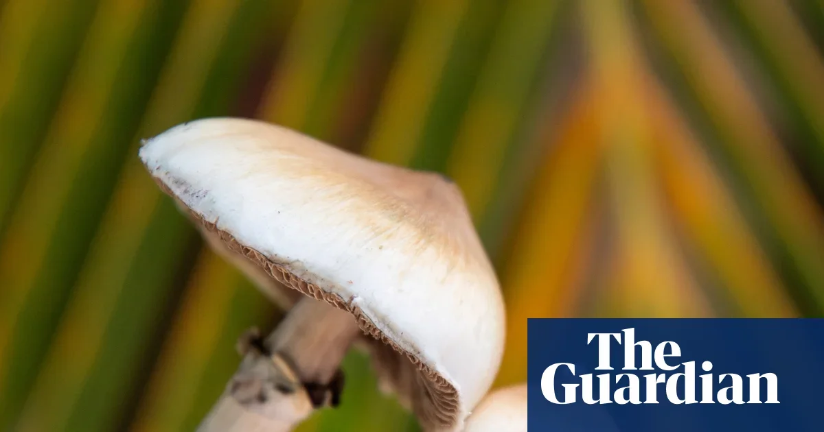 One-Time Psilocybin Dose May Prompt Lasting Brain Changes