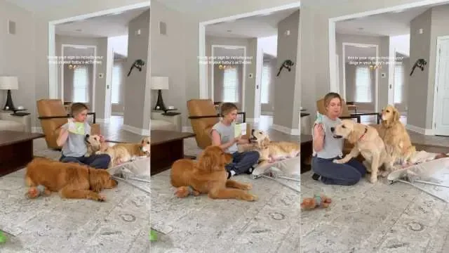 Three Golden Retrievers Join Baby's Storytime in Viral Clip