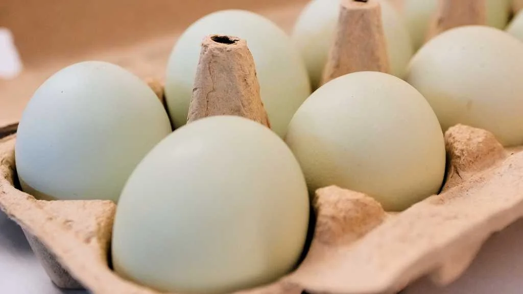 Oklahoma Faces Major Egg Recall Over Salmonella Risk
