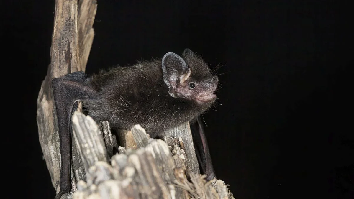 Ontario records first locally acquired rabies death since 1967 after bat encounter