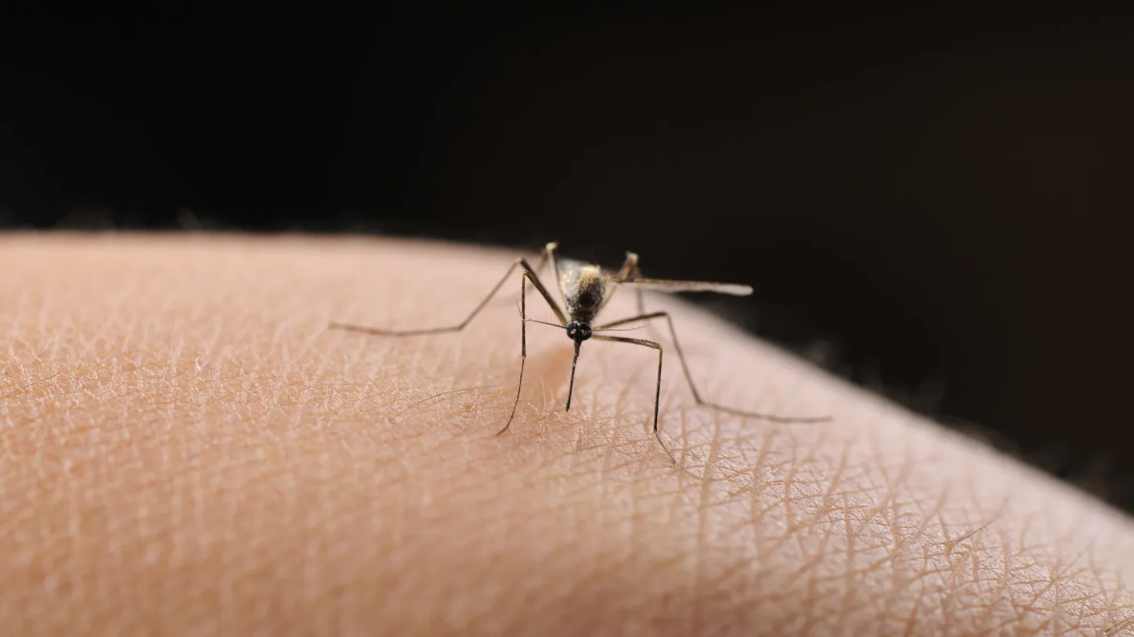 Heat-Driven Mosquito Surge Pushes West Nile and Dengue Across the U.S.