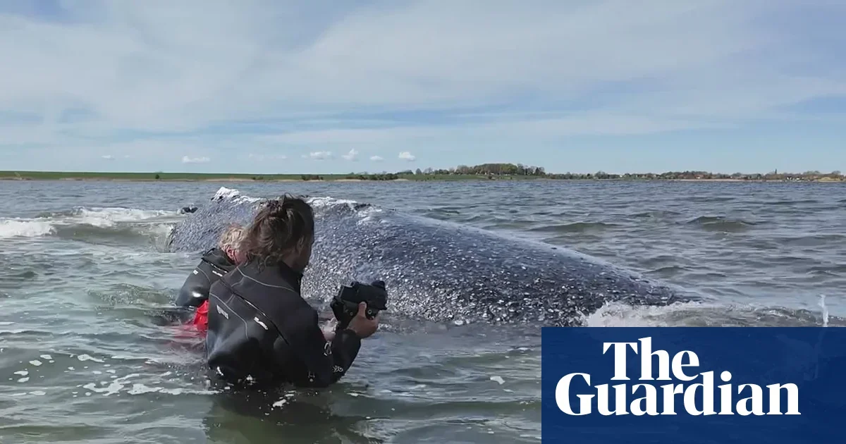 Germany backs costly Timmy rescue as humpback dies after relocation