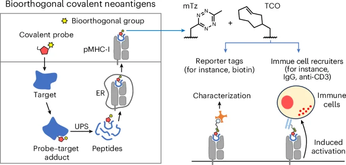 Broadening covalent neoantigens to mobilize immune defense