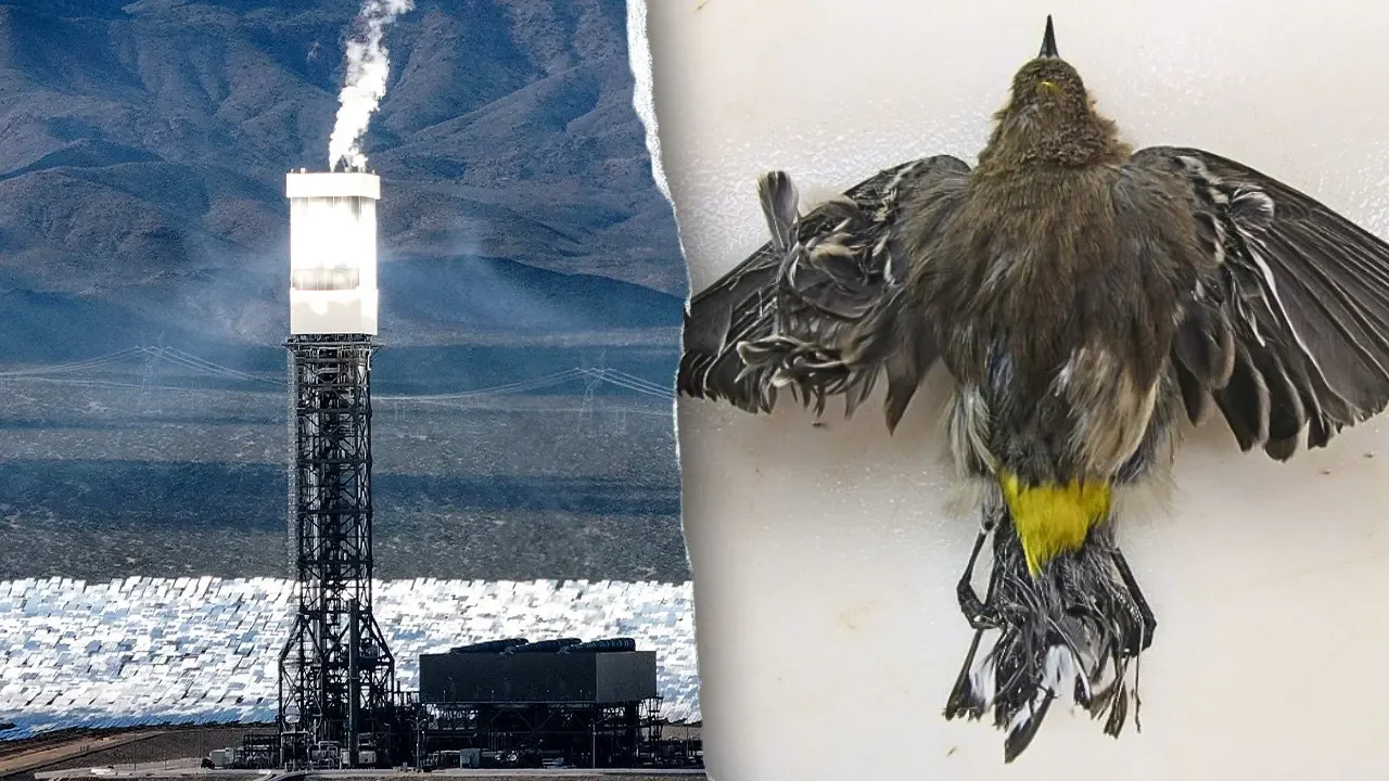 Ivanpah Solar Plant Under Fire: Bird Deaths and Daily Gas Burns Challenge Its 'Green' Label