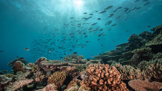 Global map reveals climate-resilient coral reefs as conservation priorities