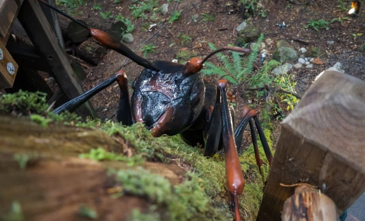 Giant Insects Challenge Oxygen-Size Link, New Study Finds
