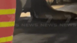 Neil the Seal Sparks chaos at Tasmanian petrol station as officials urge caution