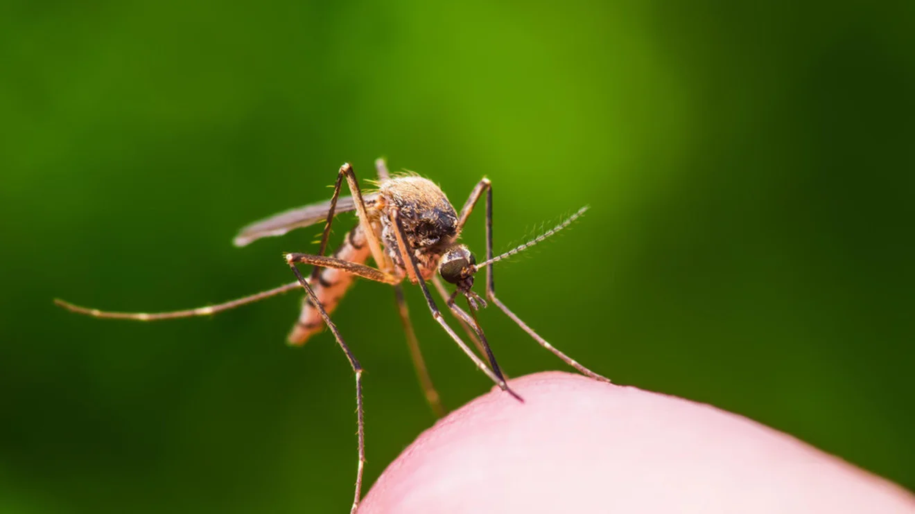 Grant County detects West Nile in mosquitoes, urging bite-prevention measures