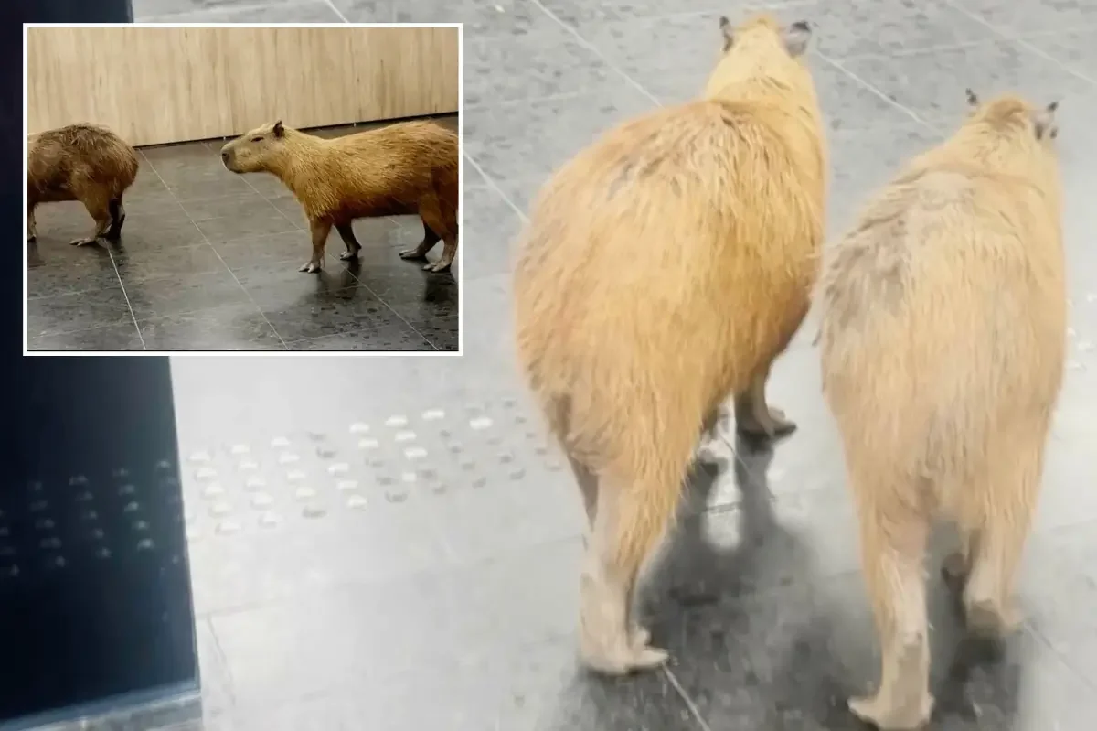 Capybaras crash voting session in Brazil's Mato Grosso legislature