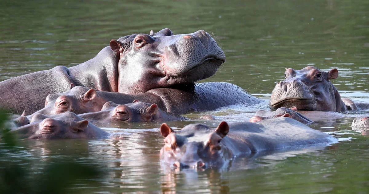 Colombia approves cull of Escobar’s hippos to protect ecosystems