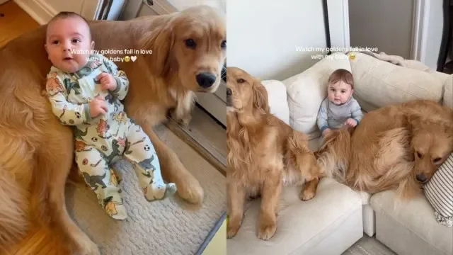 Puppy Love: Golden Retrievers Forge Lasting Bonds With a Newborn