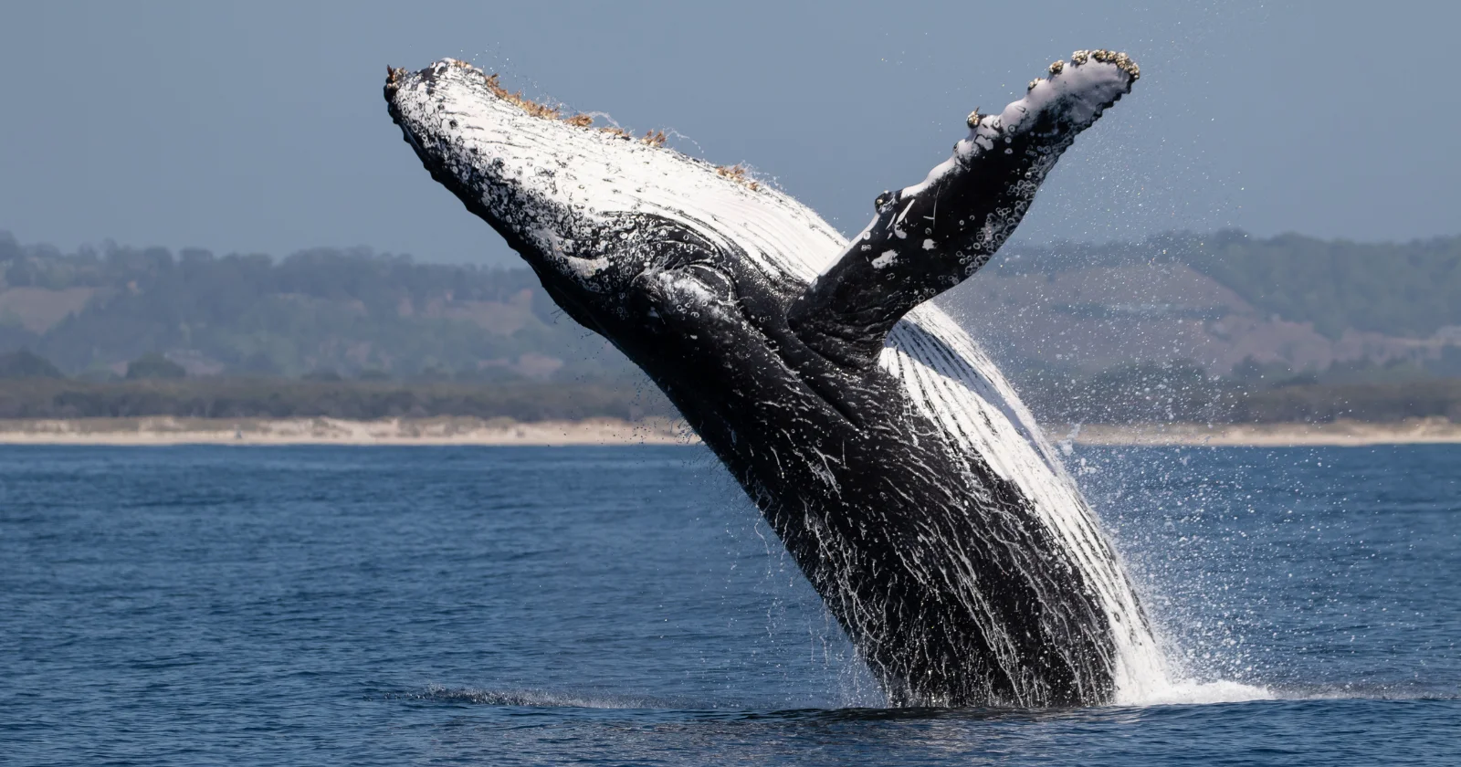 Whale falls turn dead giants into decades-long deep-sea oases
