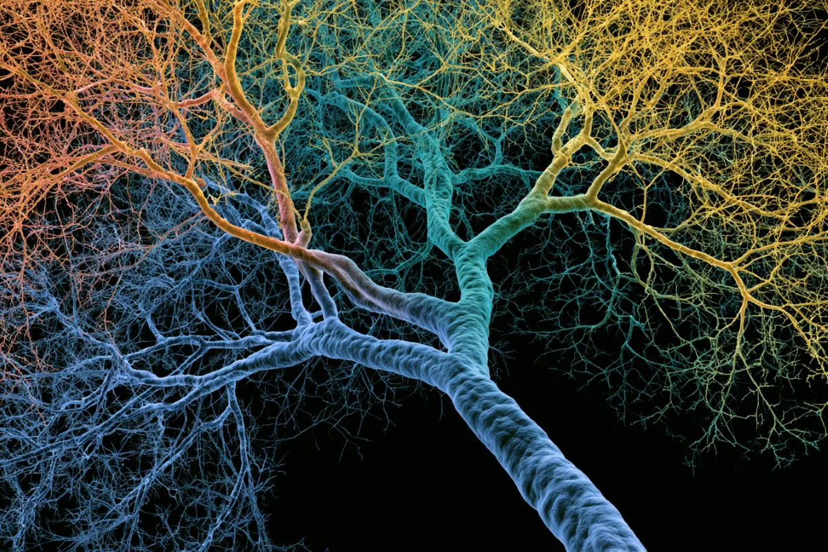Single Neurons as Deep Learners: Dendrites Endow Human Cognition