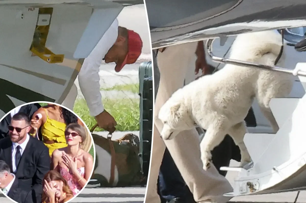 Swift-Kelce’s Mystery Pup Triumphs Florida Debut Amid Wedding Hype