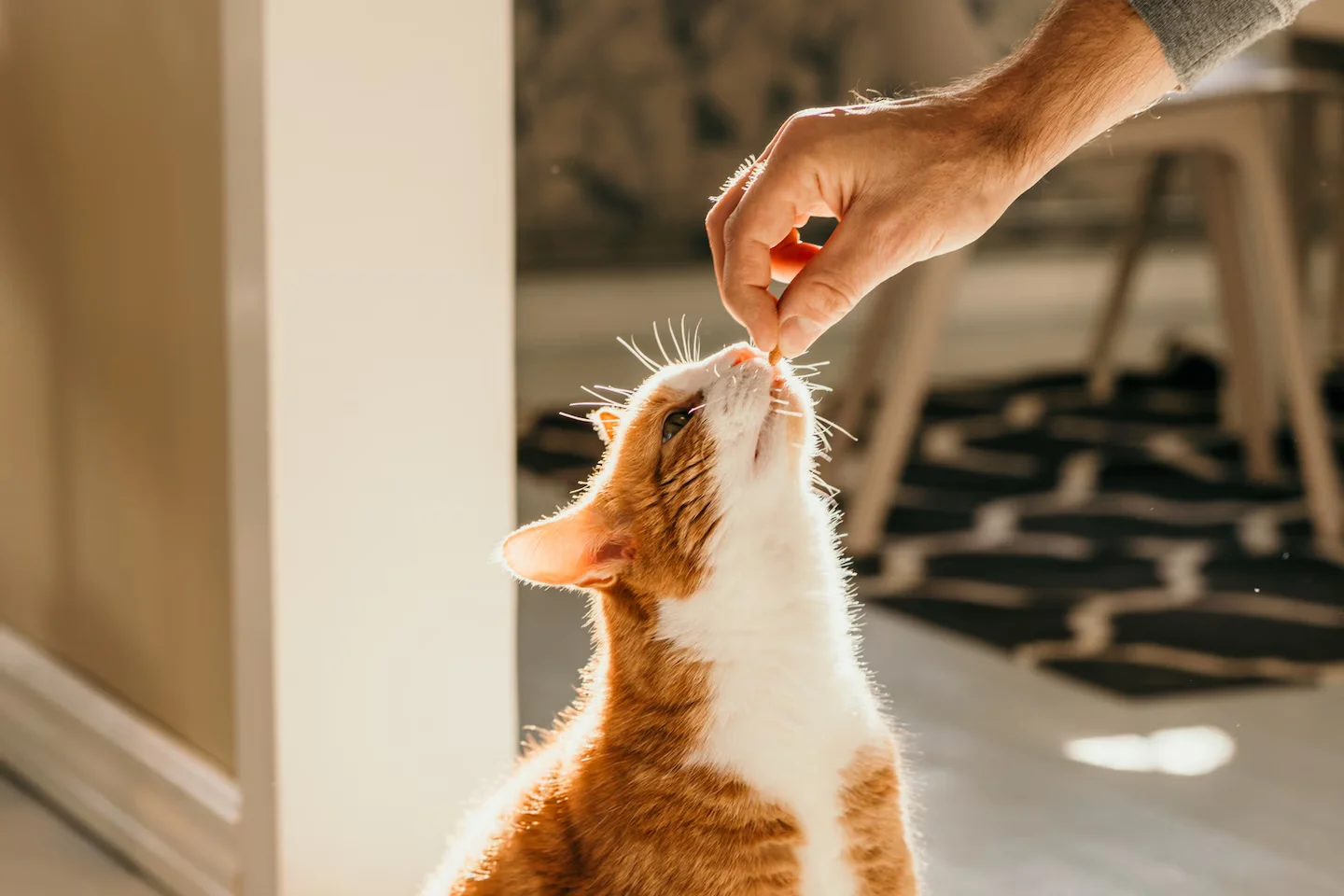 Can Cats Make Humans Sick? A Vet Explains the Risk.