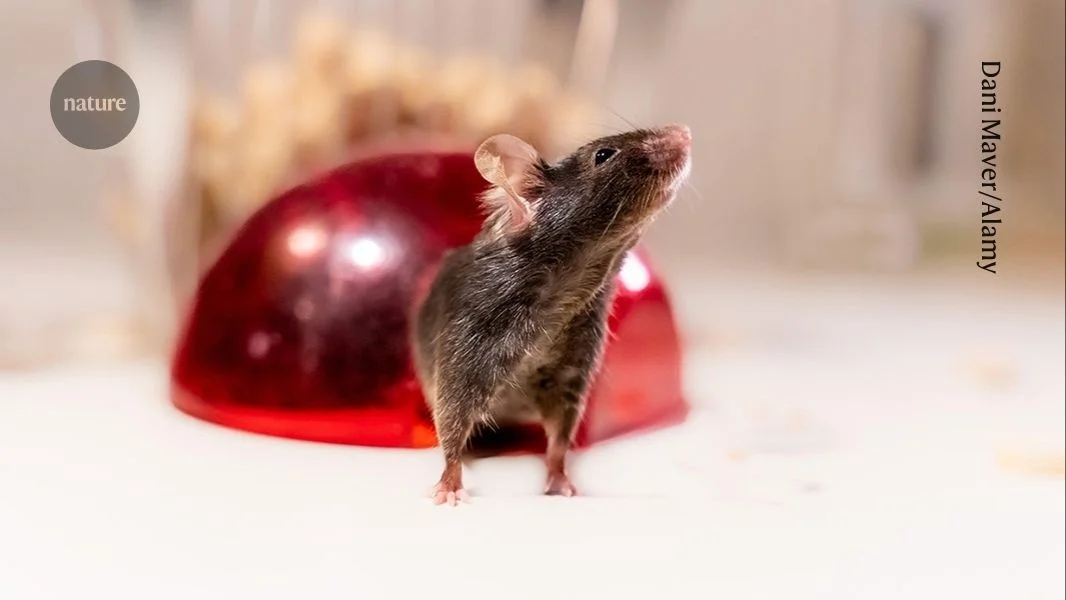 Genetic audit reveals half of lab mice are not what they seem