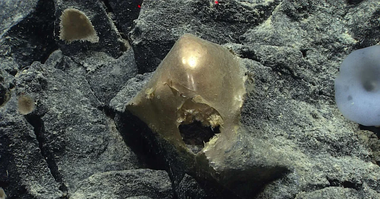 Golden Orb on Alaska Seafloor Is a Rare Deep-Sea Anemone’s Cuticle