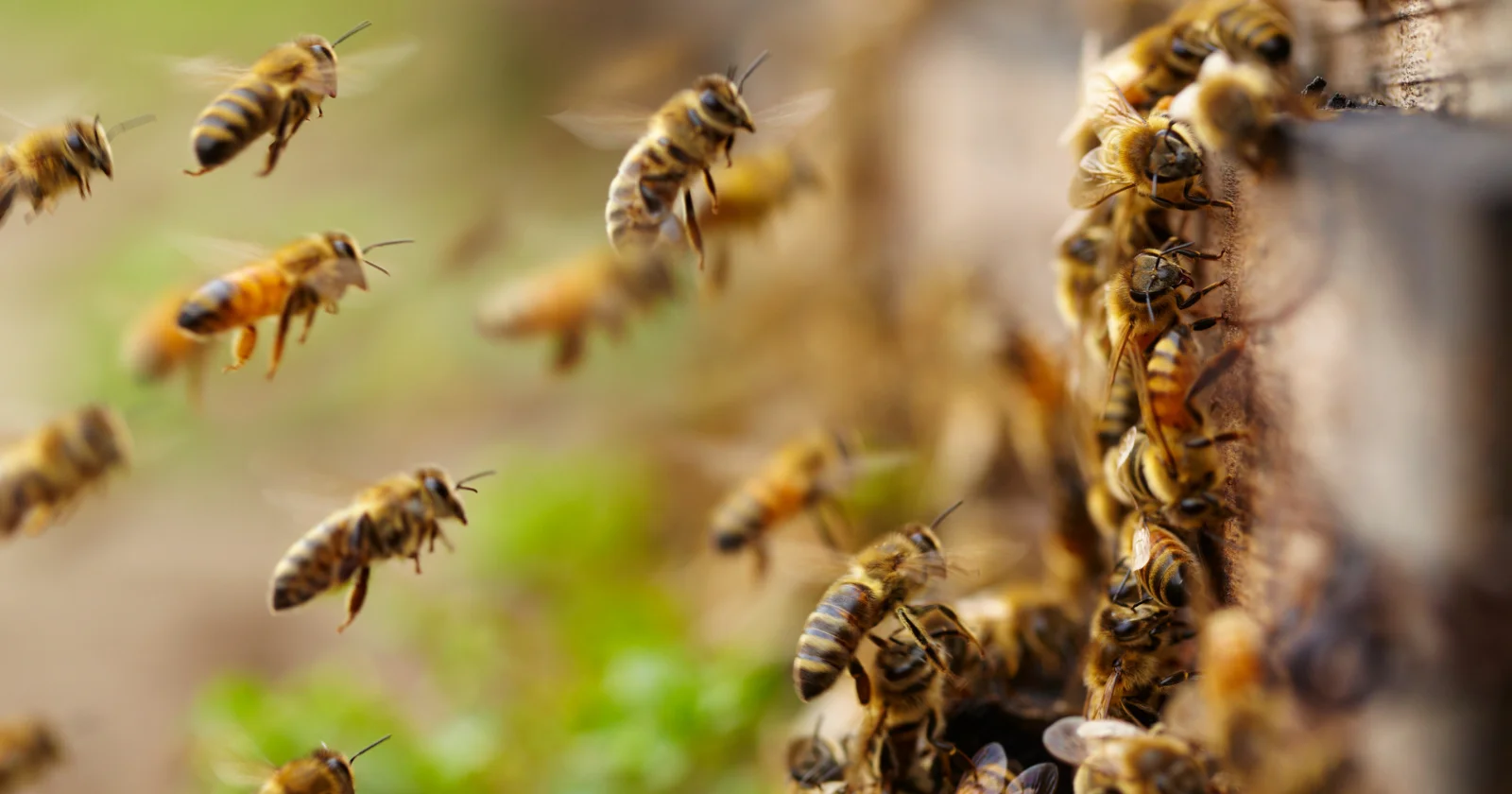 Quorum Wisdom: How Scout Bees Steer a Swarm to the Best Nest