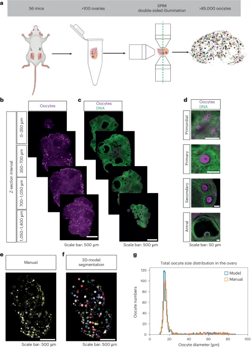 A 3D ovarian atlas reveals aging rules of the ovarian reserve