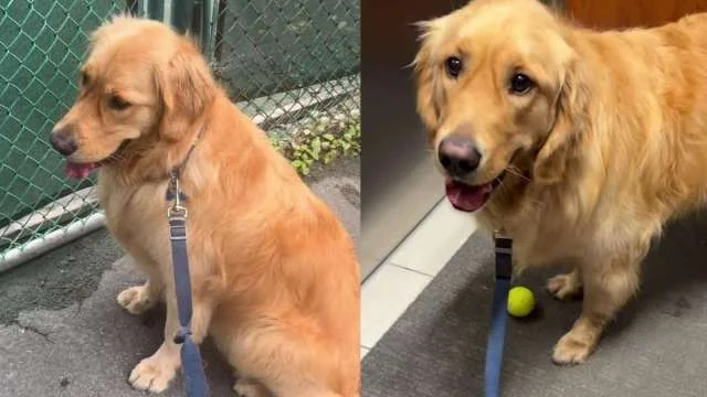 Neighbor Delivers Morning Joy to Golden Retriever Waiting by Empty Tennis Court