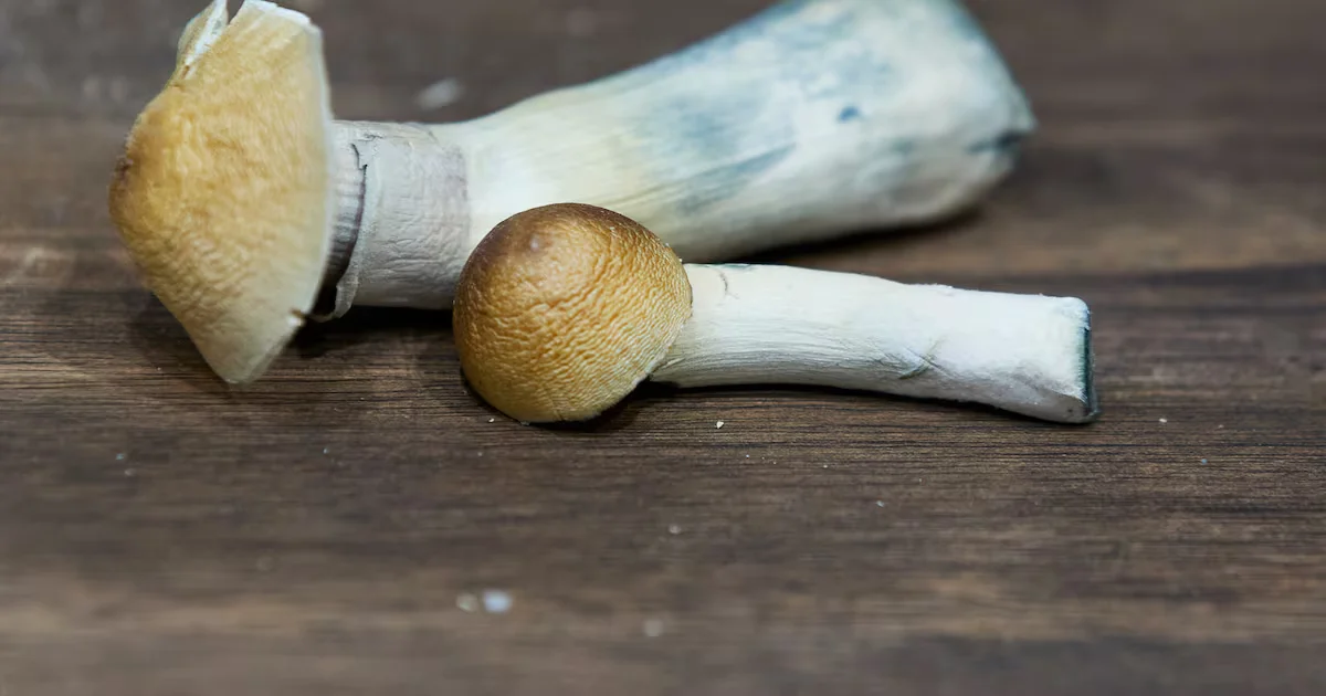 Psilocybin sparks memory recall in advanced Alzheimer’s case, study finds