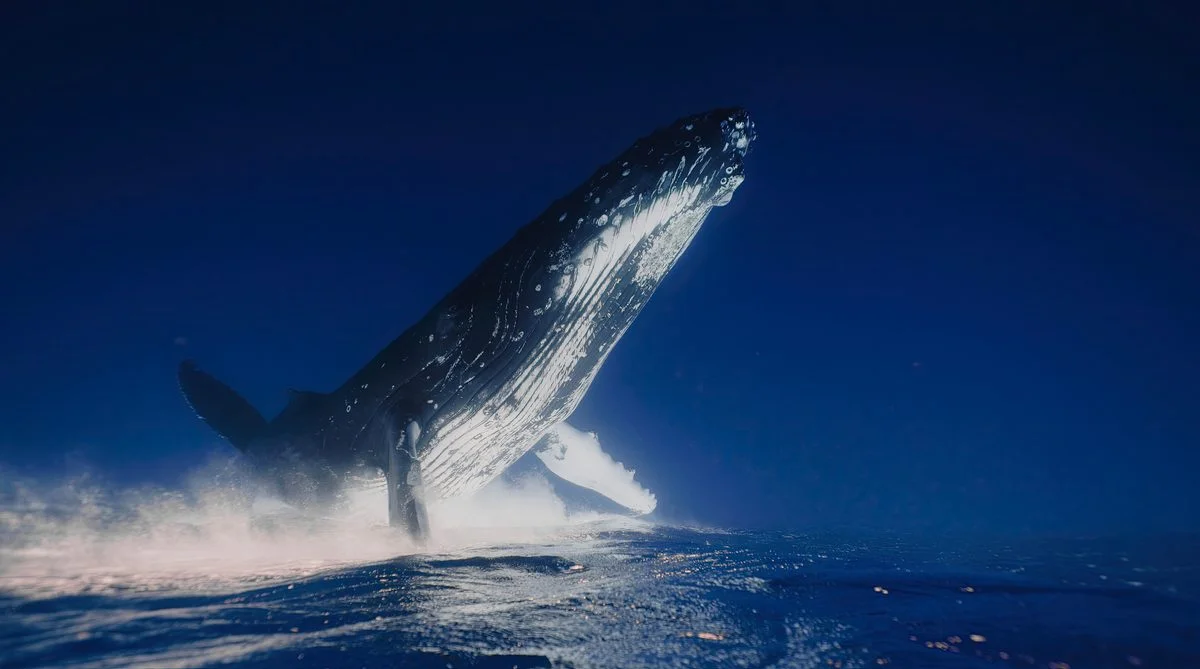 Oceanic Titans: The 10 Largest Marine Creatures in History