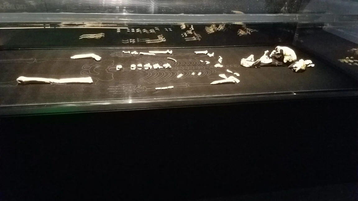 Rising Star Homo naledi Remains All Female, Reshaping Hominin History