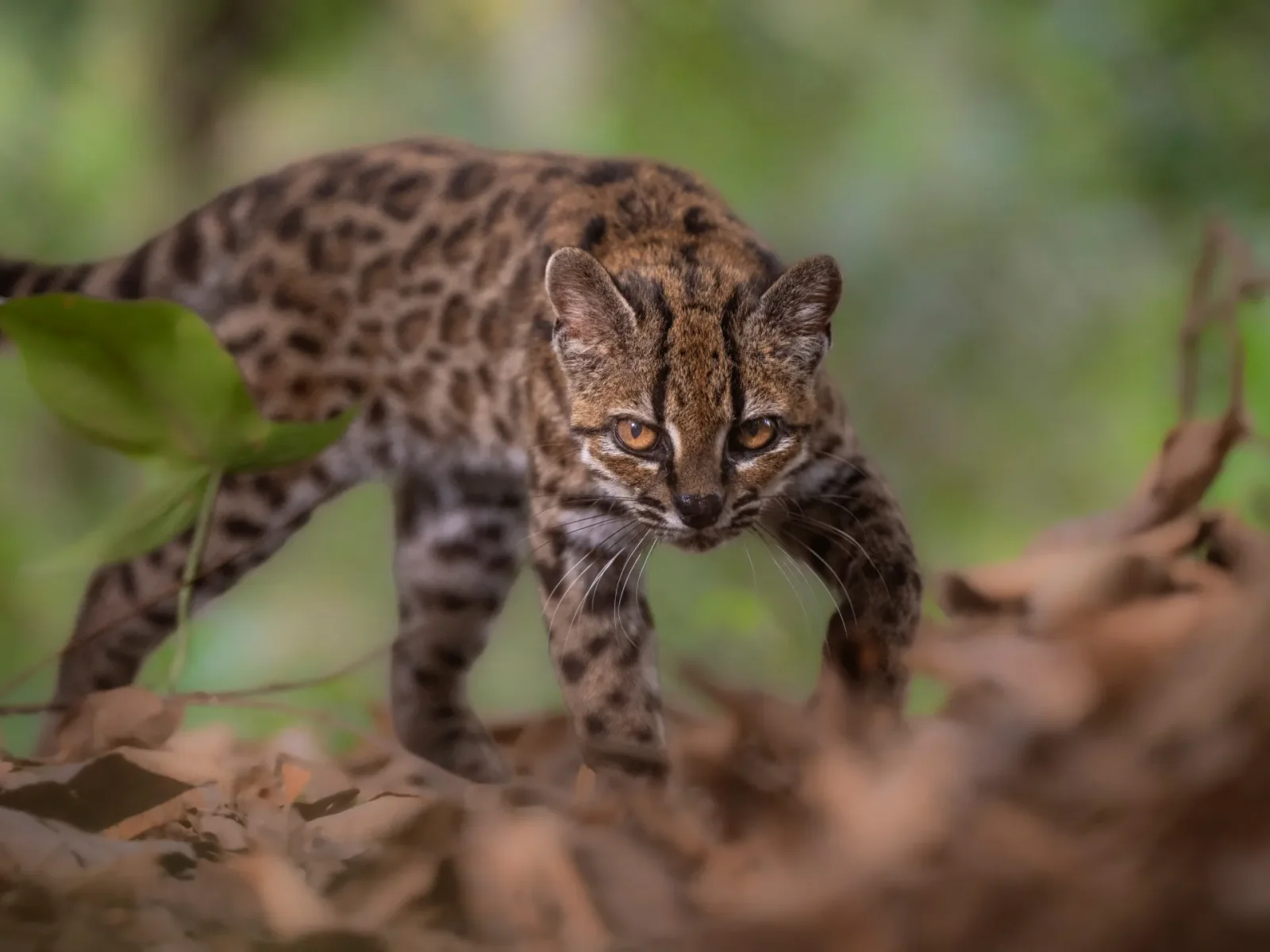 Bolivia uncovers a new tiger cat, Leopardus tilcayo, a century-spanning feline discovery