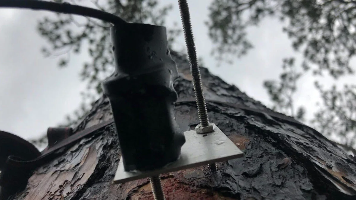 Heat Halts Tree Growth in Summer, Clouding Forests’ Climate Role