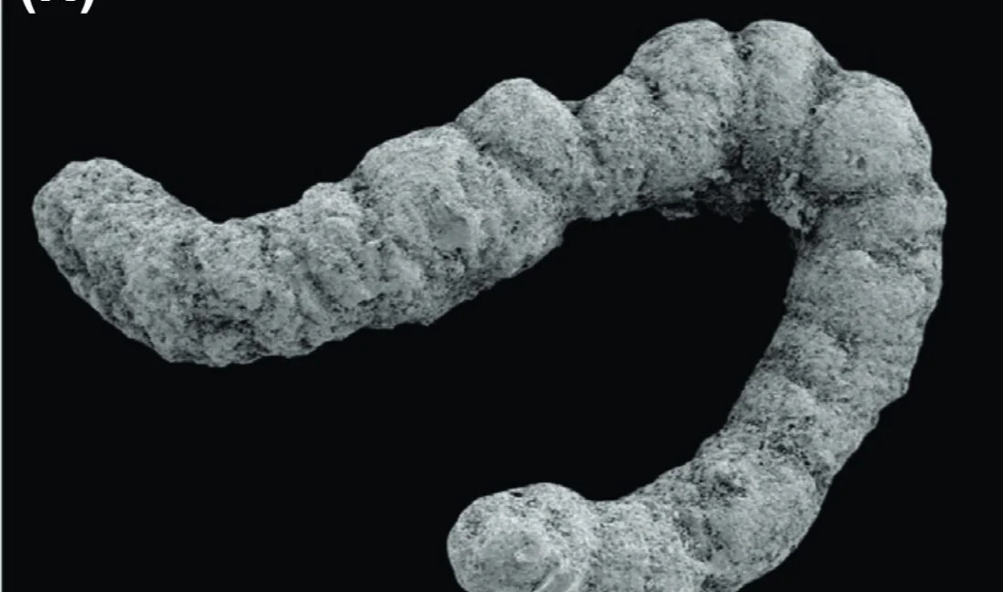 Ancient Poop May Have Powered the Cambrian Explosion