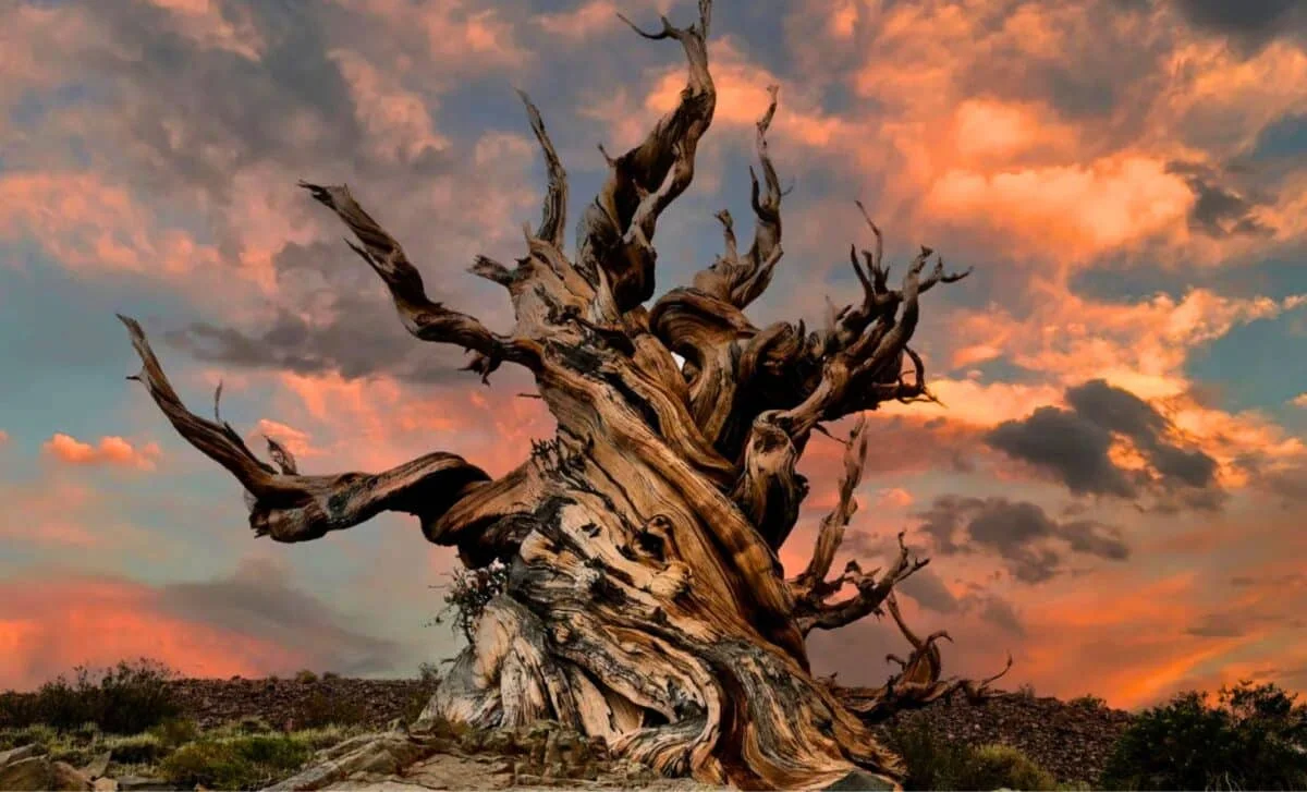 Ancient Pine Genome Reveals a 23.8-Billion-Base Blueprint for Longevity
