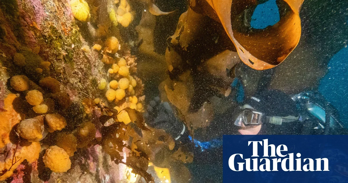 Antarctic Sea Toxins Could Fuel a New Melanoma Drug
