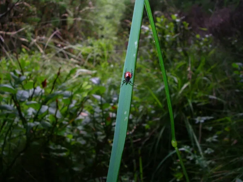 Tick Season Heats Up as Infections Rise and Lyme Vaccine Nears Approval
