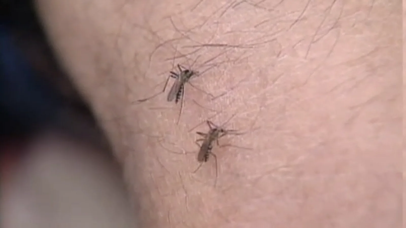 Fort Bend County launches aerial spraying amid public health emergency