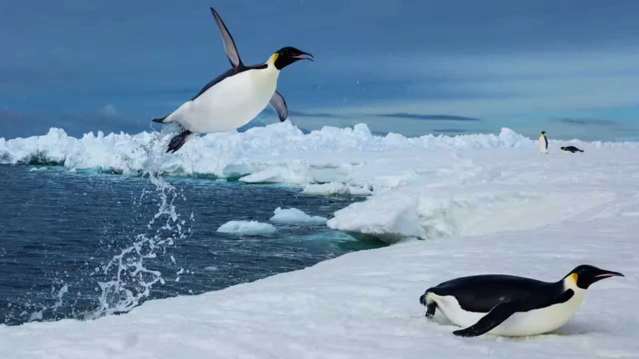 Penguin foraging reveals prey become harder to reach under Antarctic sea ice