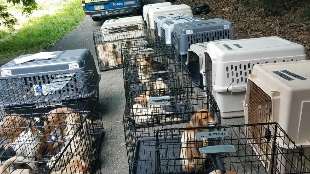 Massive Animal Rescue: Over 200 Dogs and Countless Other Animals Saved from Overcrowded Pennsylvania Home