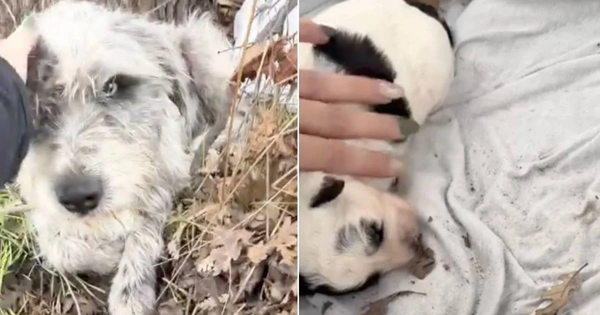 Stray Mom and Pup Rescued From Roadside Ditch, Finding Hope With Foster Partners