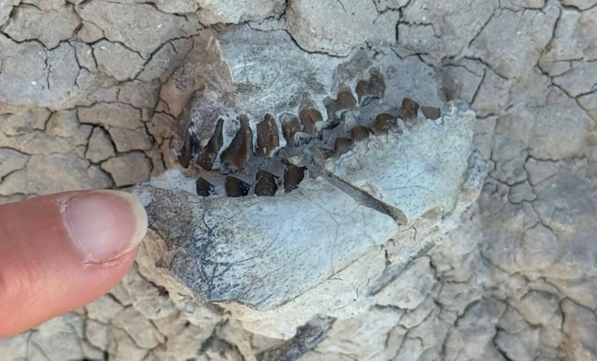 Key-Sized Teeth Uncover 16-Million-Year-Old Oreodont in Badlands