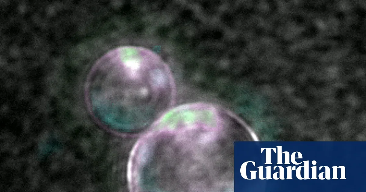 SpudCells demonstrate a complete synthetic-cell life cycle with lab-made DNA